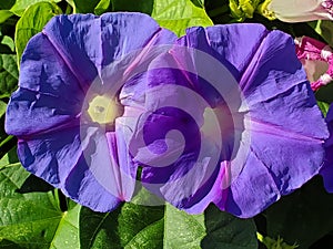 Morning Glories