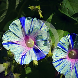 Morning Glories