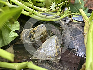 Morning Glories Bring Joy to Three Turtles