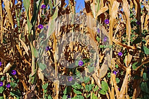 Morning Glories in Corn Field