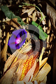 Morning Glories in Corn Field