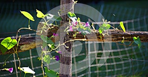 Morning Glories Greet the Early Sunshine photo