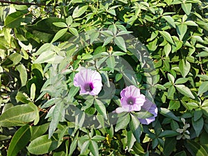 Morning Glories Ipomoea Flower Nature Plants Trees