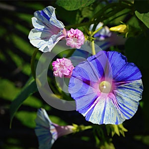 Morning Glories photo