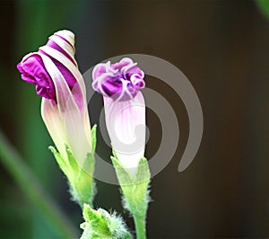 Morning glories