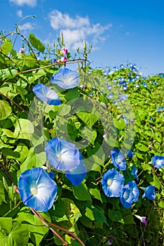 Morning glory photo