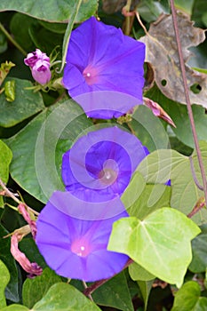 Purple morning glory flowers with green leaves photo