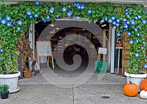 Morning Glory Arch