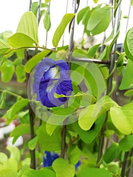 A morning glory background with green leaves.