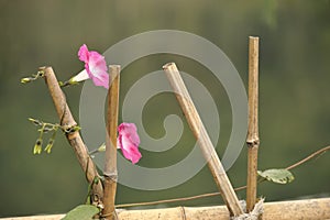 Morning glory and bamboo fence