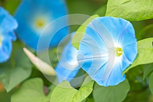 Morning glory in bloom or Blue flower on the bamboo wooden fence.