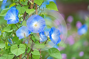 Morning glory in bloom or Blue flower on the bamboo wooden fence wi