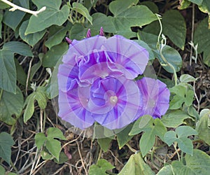 Morning glory blooming in early afternoon with mauve veined petals. photo