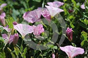 Morning glory is a blooming plant. Pink petals and buds. Macro photo.