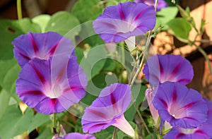 Morning Glory blooms