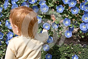 Morning Glory blooms and child