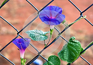 Morning Glory blooms and climbing vine leaves in early morning