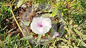 Morning glory blooms on the green lawn in the garden.