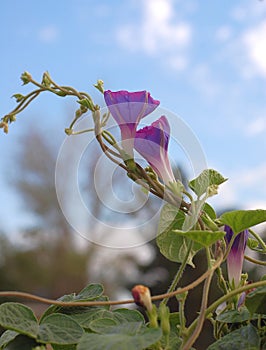 Morning Glory blooms and vine in early morning sunlight reaching skyward