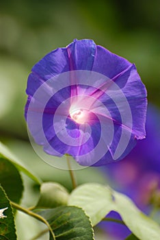 Morning Glory Blossom