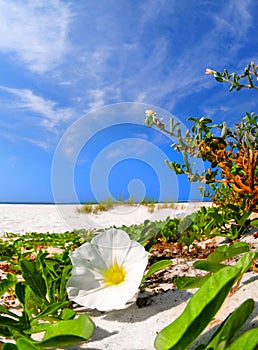 Morning Glory Blossom on Beach