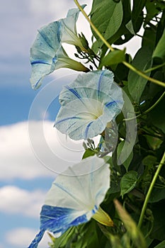 Morning glory blossoms in shades of blue and white photo