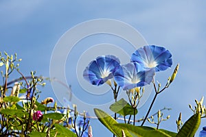 Morning glory photo