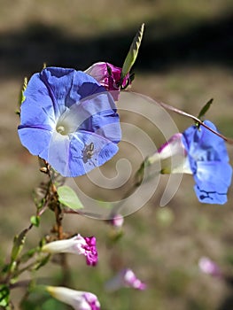 Morning glory blue flowers