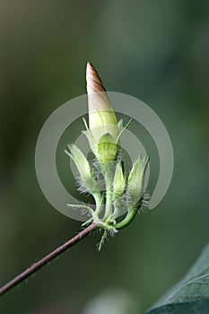 Morning glory bud