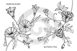 Morning glory and Butterfly pea flower drawing and sketch.