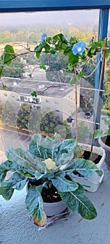 Morning glory cauliflower plant balcony garden  12 story