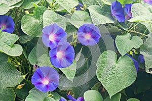 MORNING GLORY CLIMBING UP INTO GRAPE VINE