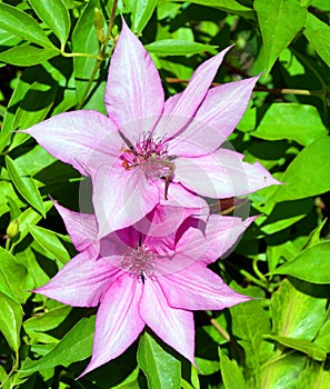 Morning glory is the common name for over 1,000 species of flowering plants