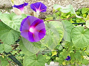 morning glory flower