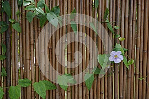 Morning Glory Flower