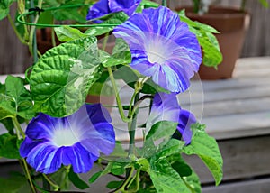 Morning glory flower