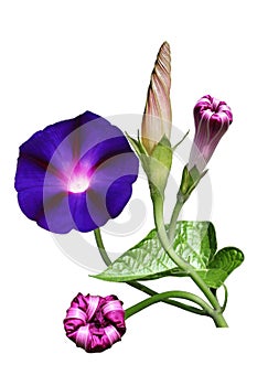 Morning Glory Flower