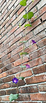 Morning glory flower crawl on the wall