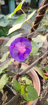 Morning glory flower in early morning sunlight.