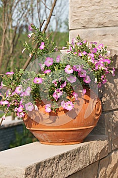 Morning glory flower with gallipot