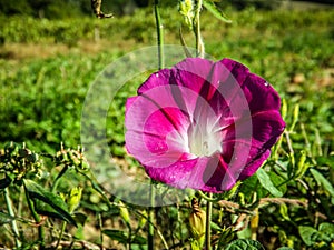 Morning glory flower Ipomoea pink in the field.
