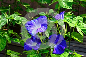 Morning glory flower, Japan