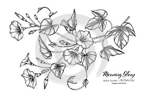 Morning glory flower and leaf hand drawn botanical illustration with line art