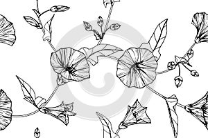 Morning glory flower and leaves pattern seamless background illustration.