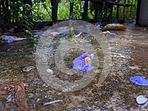 A morning glory flower is lying on the ground