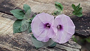 Morning glory flower, old wooden background
