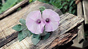 Morning glory flower, old wooden background