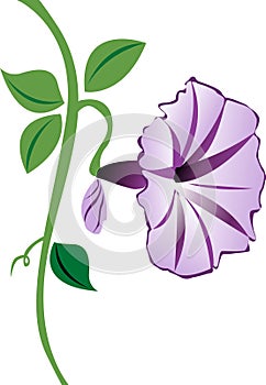 Morning Glory Flower in Purple