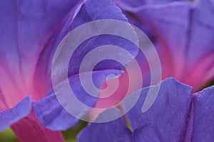 Morning Glory flower petals macro photo