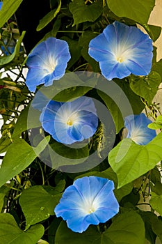 Morning glory flowers